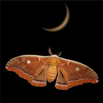 Photocomposition by Glenn Osborn